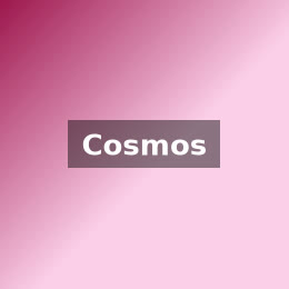 Flores cosmos